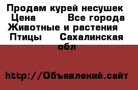 Продам курей несушек › Цена ­ 350 - Все города Животные и растения » Птицы   . Сахалинская обл.